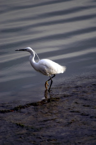 airone_arno01