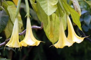 datura_cloranta1