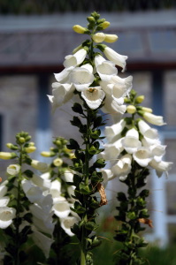 digitalis_purpurea