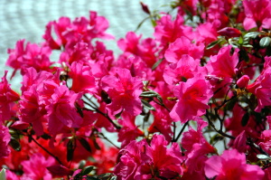 fiori_azalea1