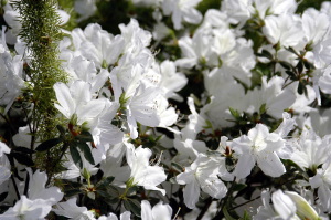fiori_azalea2
