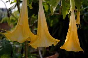 fiori_datura_cloranta