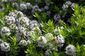 fiori_satureja_montana