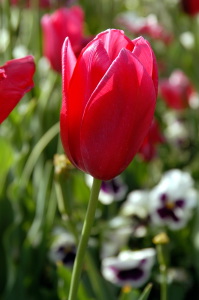 fiori_tulipani1