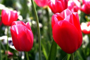 fiori_tulipani2