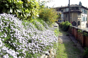 giardino_delle_rose4
