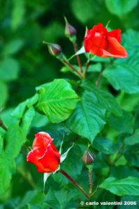 giardino_delle_rose5