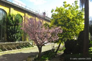 giardino_semplici001