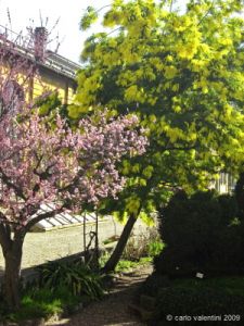 giardino_semplici003