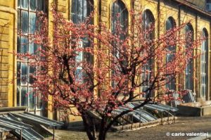 giardino_semplici103_45
