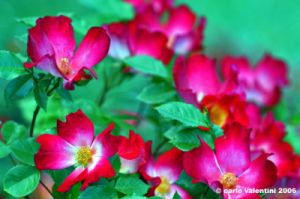 ibrido_floribunda.jpg