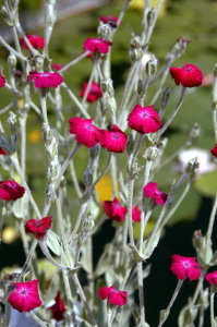 lychnis_coronaria