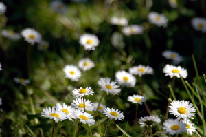 margherite_di_prato01