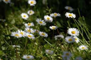 margherite_di_prato02