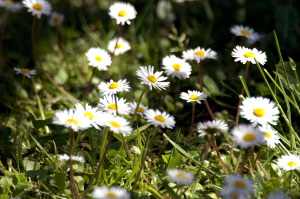 margherite_di_prato04