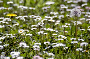 margherite_di_prato06