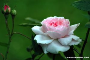 mary_rose2