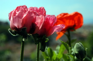 papaver_orientale05