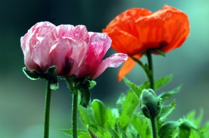 papaver_orientale09