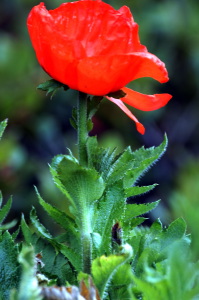 papaver_orientale10