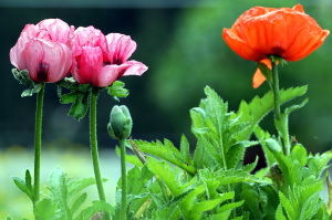 papaver_orientale12