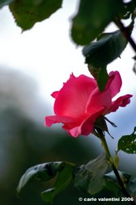 princess_margaret2