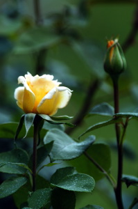 rosa_annabella3