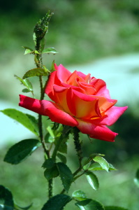 rosa_con_afidi1