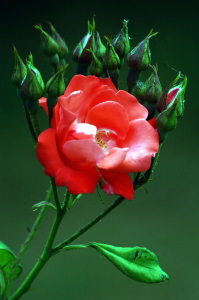 rosa_fred_loads2