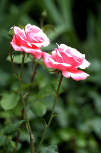 rosa_queen_elizabeth1