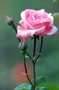 rosa_queen_elizabeth2