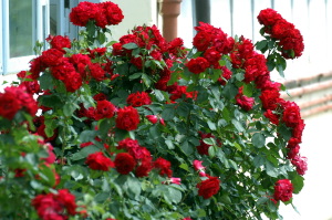 rose_rosse