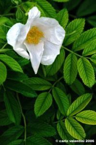 rugosa2