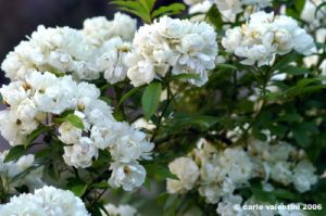 via_lattea