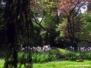 viale_dei_colli007