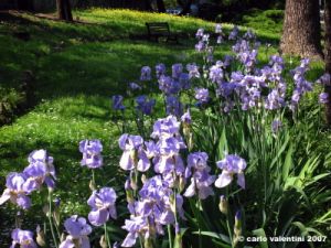 viale_dei_colli008