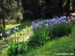 viale_dei_colli012