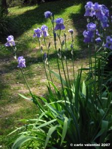 viale_dei_colli014