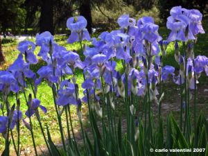 viale_dei_colli019