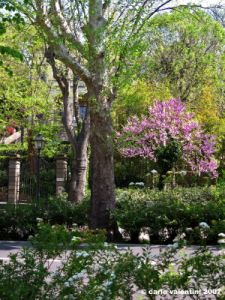 viale_dei_colli033