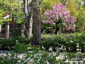 viale_dei_colli034