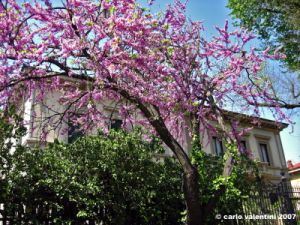 viale_dei_colli036