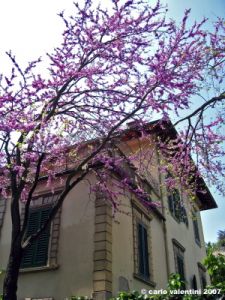 viale_dei_colli041
