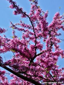 viale_dei_colli044