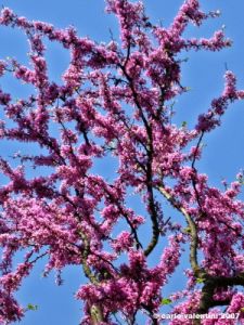 viale_dei_colli045