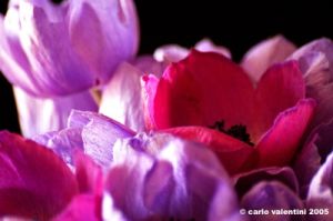 anemone01