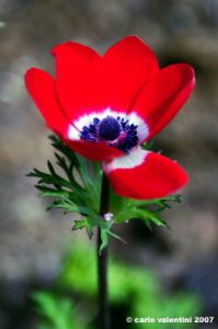 anemone01_070401