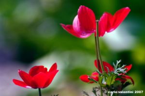 anemone03_070401