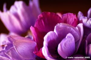 anemone09