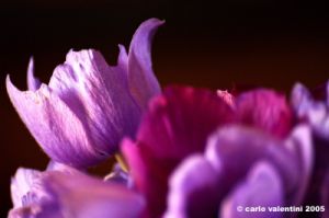 anemone10